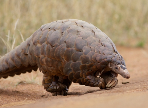 Pangolin Madikwe Game Reserve South Africa