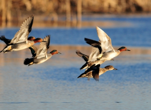 An image of green-winged teal flying over water.