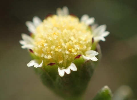 Close look at a small yellow flower. 