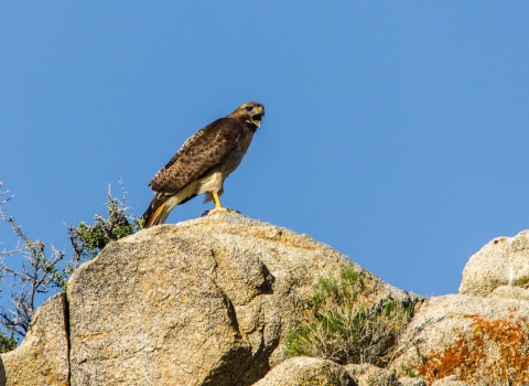 Red-tailed hawk perched on rock