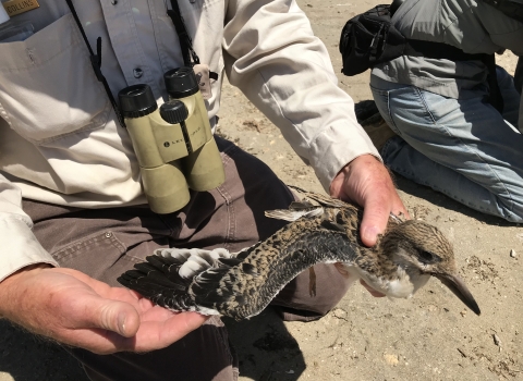 Person wearing binoculars spreads right wing of brown bird.