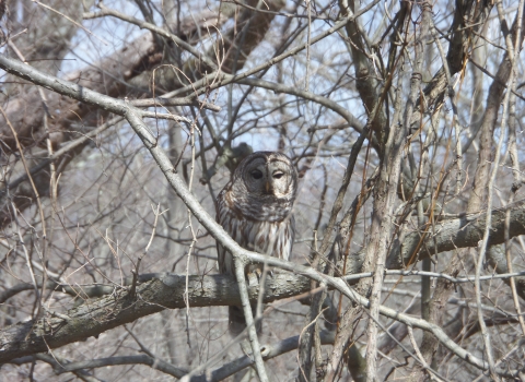 Barred Owl