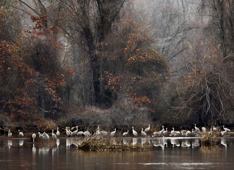 A couple dozen white-ish gray birds standing in shallow water in a forested setting