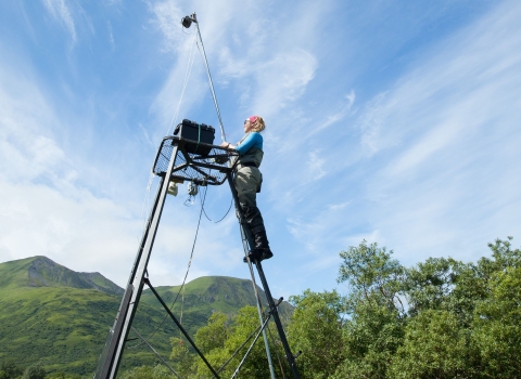 A person stands near the top of a tall ladder in a remote area surrounded by trees and greenery.