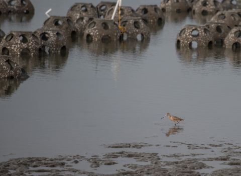  round objects, with big holes, sit in water; bird wades past