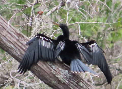 Black bird with outstretched wings standing on fallen tree