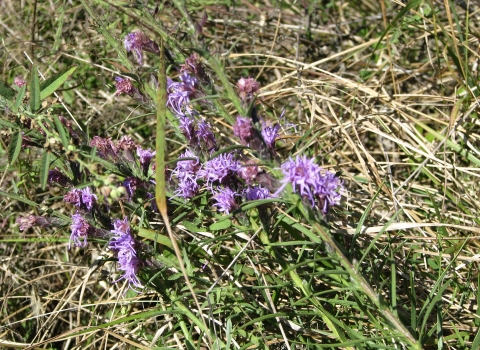 Boggy Liatris