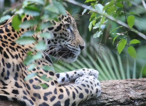 Close-up profile of jaguar behind a branch with green leaves