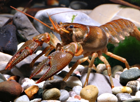 reddish-colored crustacean on rounded rocks at bottom of stream