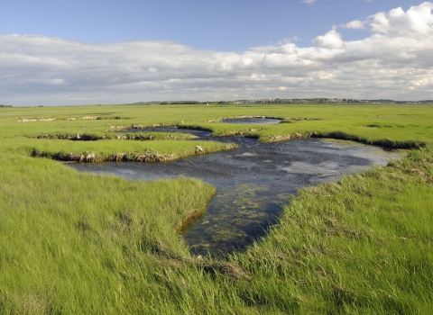Image of salt marsh