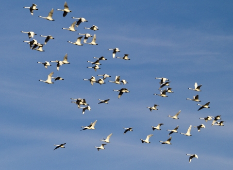 A group of about sixty tundra swans fly across a blue sky with wisps of clouds