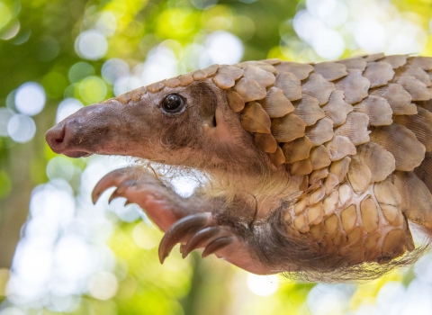 Close-up of white-bellied pangolin showing face and front claws