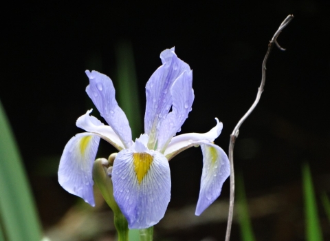 Purple, white and yellow iris flower with moisture on the petals