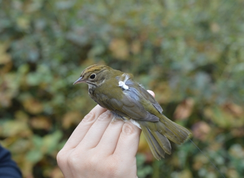 A small olive green bird with a small tracking device on its wing