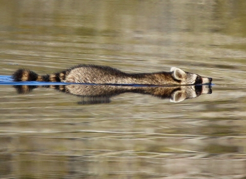 Brown, black & white raccoon swimming in a canal