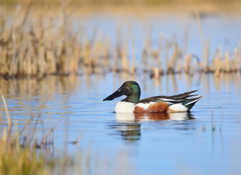 Duck on calm water.