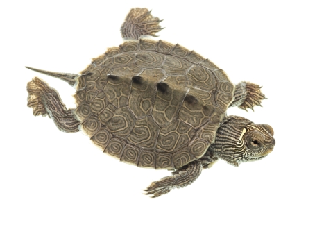 An intricately patterned turtle seen from above against a white backdrop
