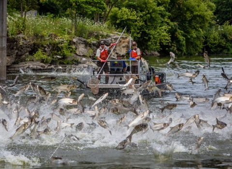 boat with service employees electrofishing with multiple fish jumping out of water