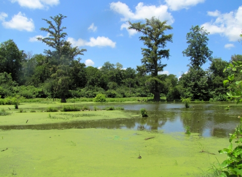 A large body of water partially covered by algae surrounded by a forest