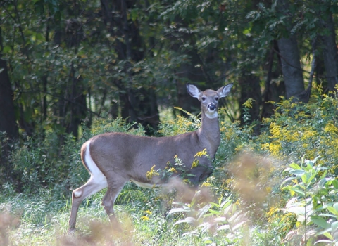 Columbian white-tailed deer