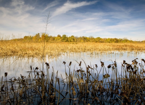 Scenic view of John Heinz National Wildlife Refuge
