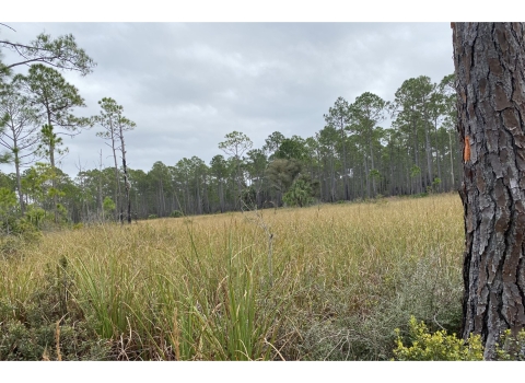 A field surrounded by longleaf pine trees at St. Marks National Wildlife Refuge