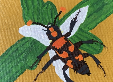 Painting of an American burying beetle and flowering Texas trillium.