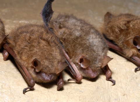 Tricolored Bat Cluster