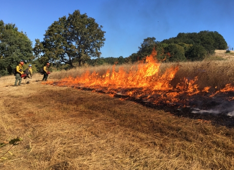 firefighters on edge of fire in field