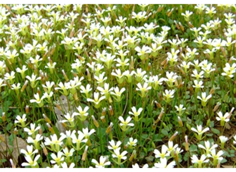 A field of Kentucky glade cress