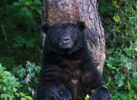 Large blaack bear with its back against a pine tree surrounded by green forest