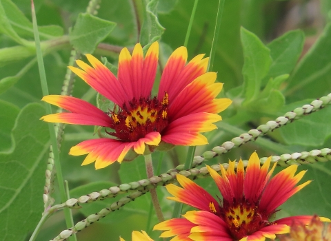 Bright yellow edged and orange flowers