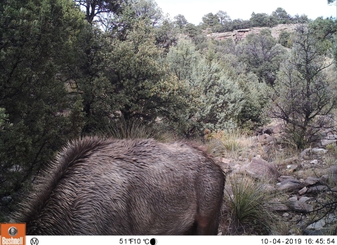 path with body of elk in foreground with mountain lion hiding near tree on right