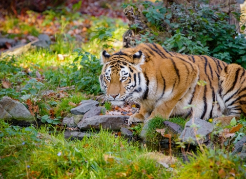 A large orange cat with black stripes crouched ready to pounce
