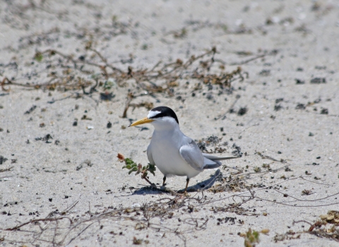 A California least tern bird