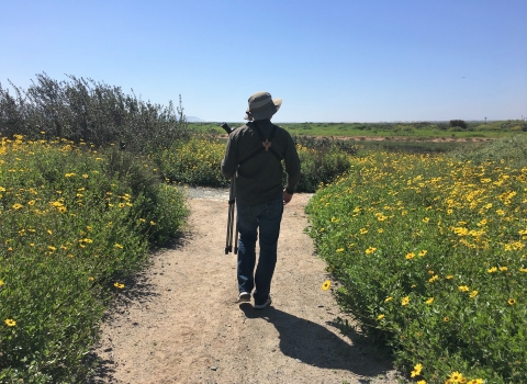 Adult wearing bucket hat and carrying a viewing scope walks on trail surrounded by yellow flowers.