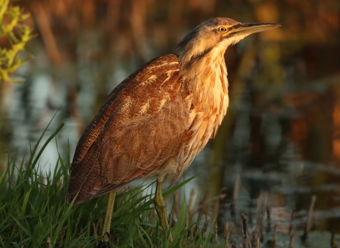 A brown and white patterned wading bird standing in grass on the edge of a wetland