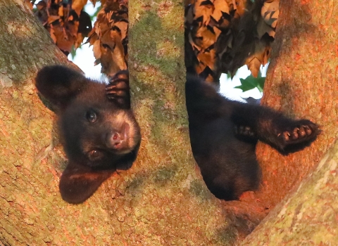 Small, black bear cub rests horizontally in the fork of a tree