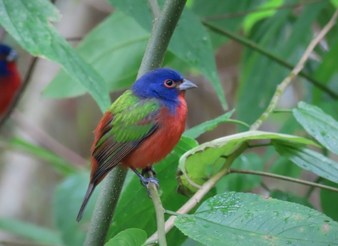 A bird on a branch with indigo head, red breast, and green wings