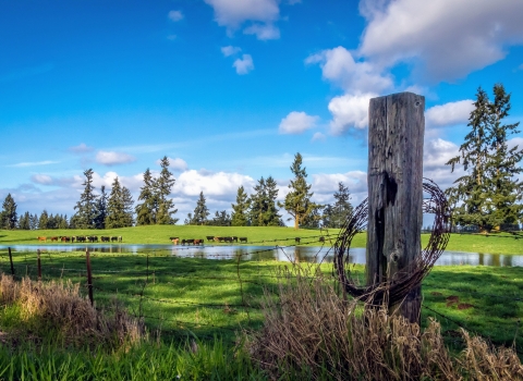 Working lands near Rainier, Washington, producing livestock, forest products, wildlife habitat, and outdoor recreation.