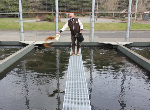 Quinault National Fish Hatchery fish culturist, Ed Lemieux, feeding salmon.