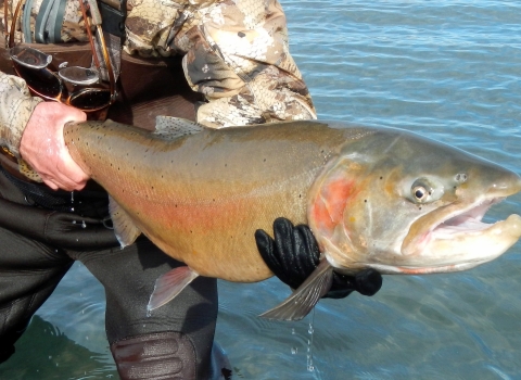 man holding a large fish