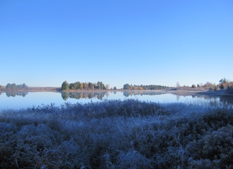 Frosty grass along a wetland