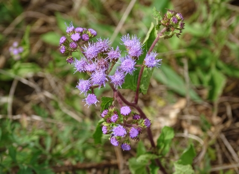 Purple spikey flowers on a woody stem from the ground