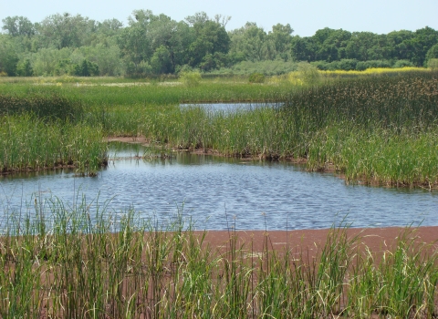 Seasonal wetland at Stone Lakes NWR