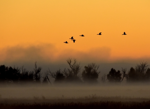 Waterfowl in flight during a foggy sunrise