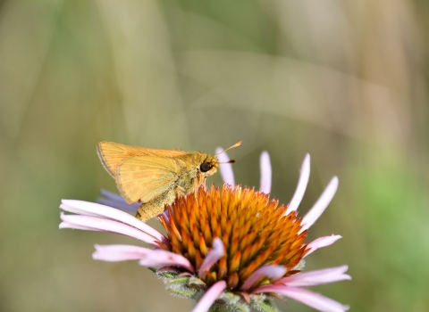 A Dakota skipper butterfly on a pink flower