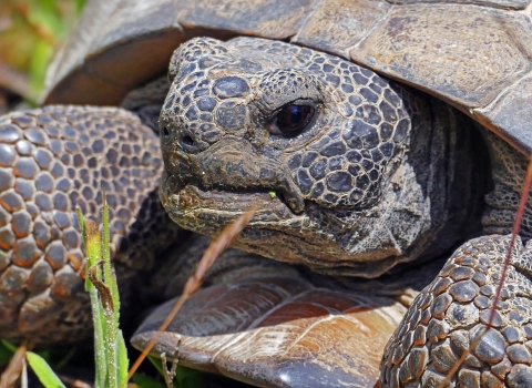 closeup of a gopher tortoise