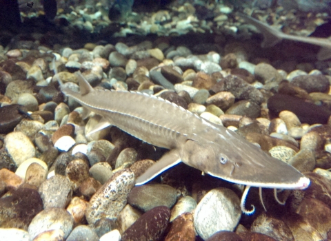 A Shovelnose sturgeon hovers over rocks at the bottom of a water