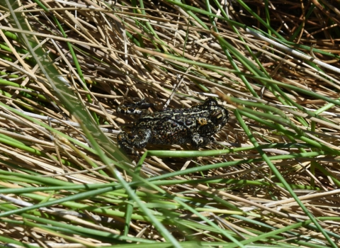Close up of a small spotted brown and black toad on blades of brown and green grass.